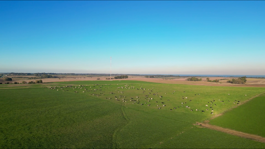 Por qué los videos aéreos son indispensables para la promoción de Campos Forestales y Agrícolas en Uruguay